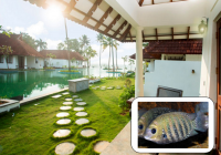 Resort biến bể bơi thành hồ nuôi cá - Cách làm hay để “sống sót” qua mùa dịch